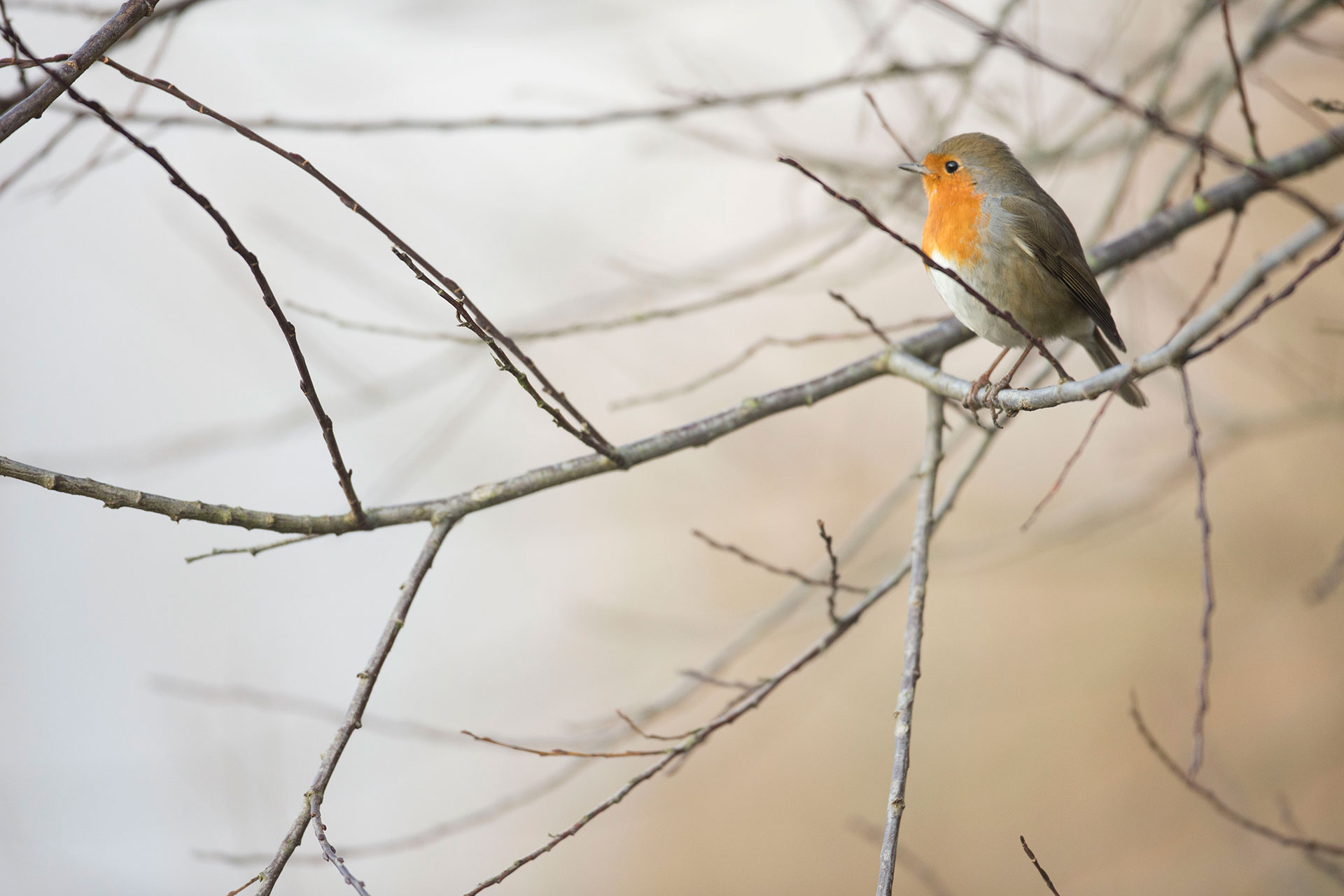 Oiseaux