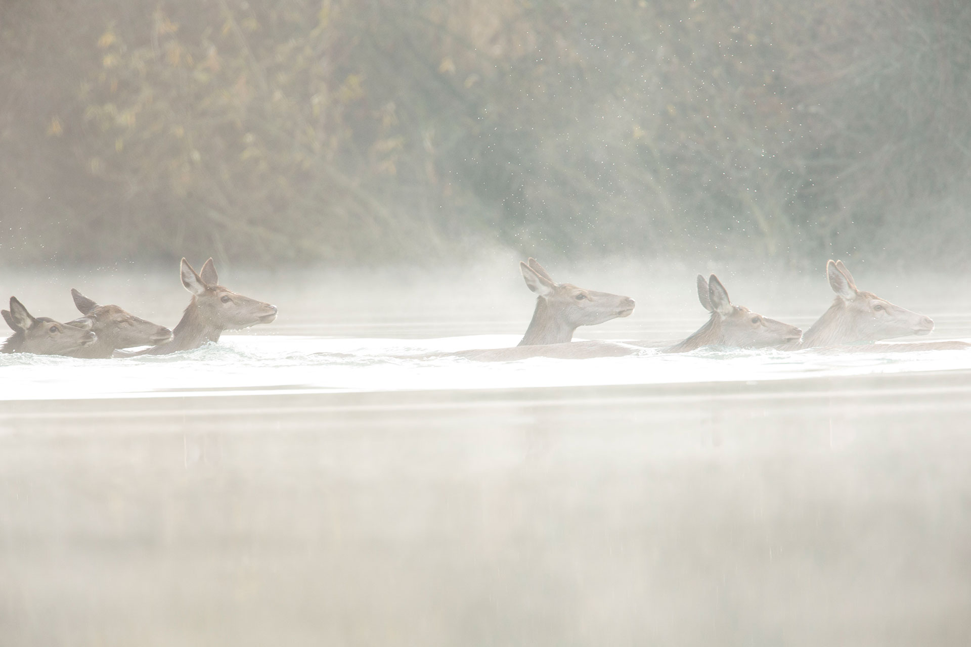 Brume